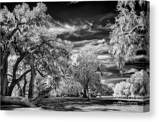 Black & White Canvas Print featuring the photograph Southern Charm by DBHayes by DB Hayes