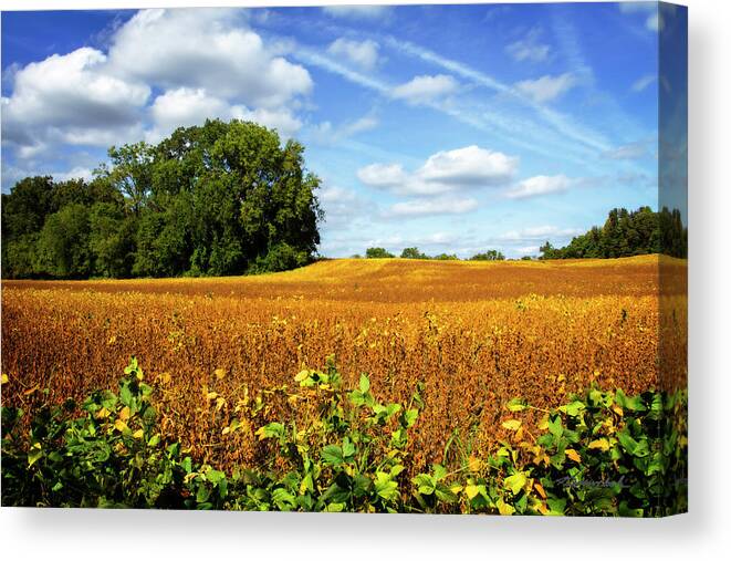 Color Canvas Print featuring the photograph Soybean Harvest by Alan Hausenflock