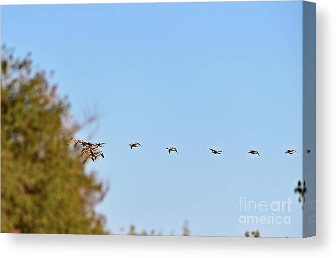Waterfowl Canvas Print featuring the photograph Space Jam - Snow Geese by Amazing Action Photo Video