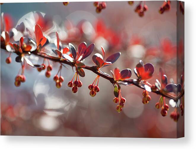 Jenny Rainbow Fine Art Photography Canvas Print featuring the photograph Sparkling Rubies of Barberry by Jenny Rainbow