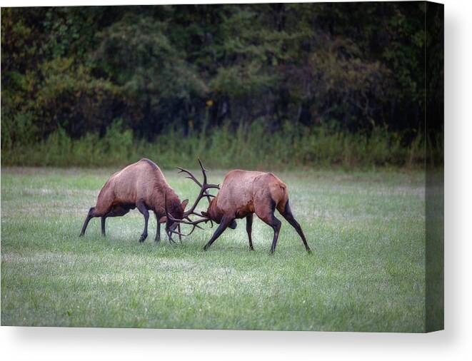 Great Smoky Mountains National Park Canvas Print featuring the photograph Sparring Elk #3 by Robert J Wagner
