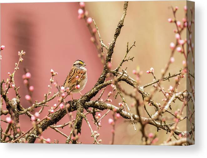 White-throated Sparrow Canvas Print featuring the photograph Sparrow in the Garden by Rachel Morrison