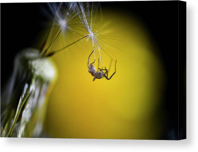 Dandelion Canvas Print featuring the photograph Spider on dandelion seed by Dan Friend