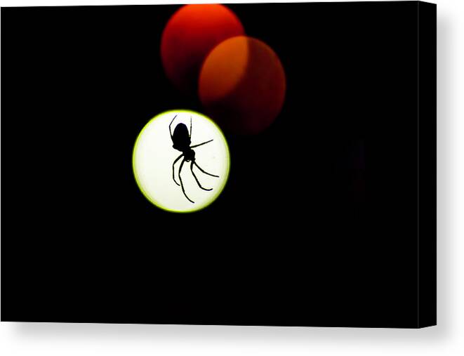  Canvas Print featuring the photograph Spider Silhoutte by Nicole Engstrom
