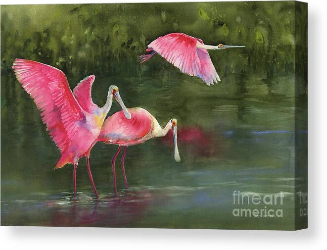 Watercolor Spoonbills Canvas Print featuring the painting Spoonbills by Amy Kirkpatrick