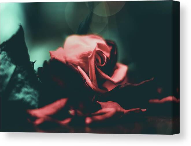 Rose Canvas Print featuring the photograph Spotlight Rose by Anamar Pictures