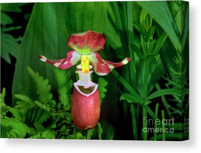 Dave Welling Canvas Print featuring the photograph Spotted Ladyslipper Orchid Ala by Dave Welling