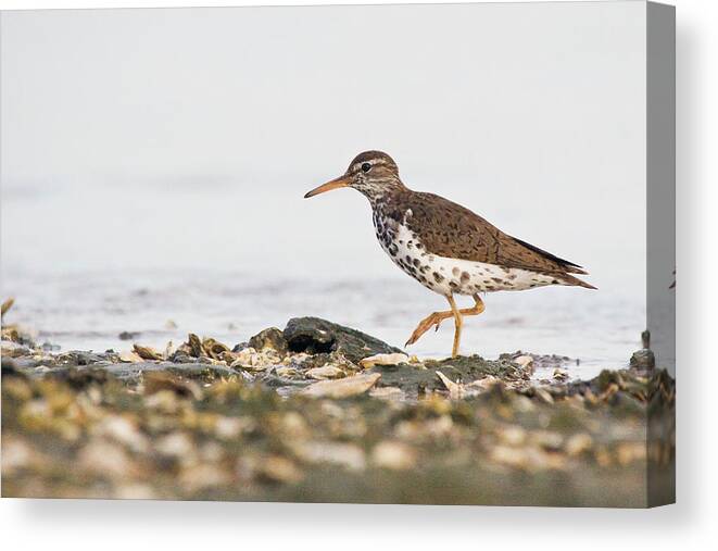 Sandpiper Canvas Print featuring the photograph Spotted Sandpiper at Atlantic Beach by Bob Decker
