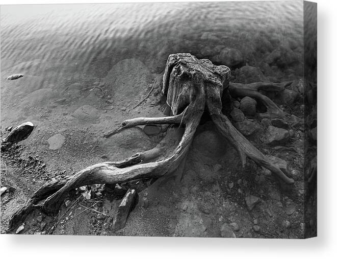 Stump Canvas Print featuring the photograph Sprawling by Ryan Workman Photography