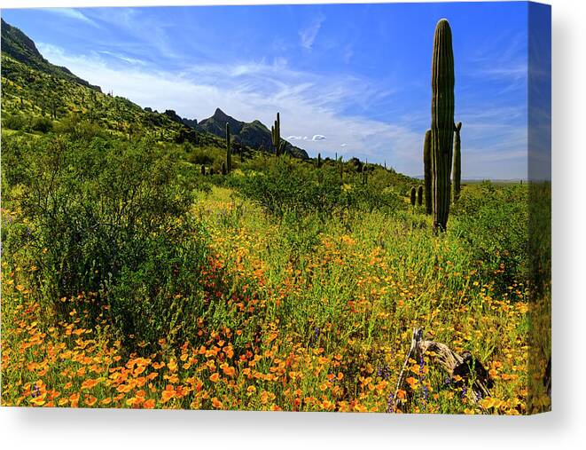 Blossoms Canvas Print featuring the photograph Spring Bliss 25058 by Mark Myhaver