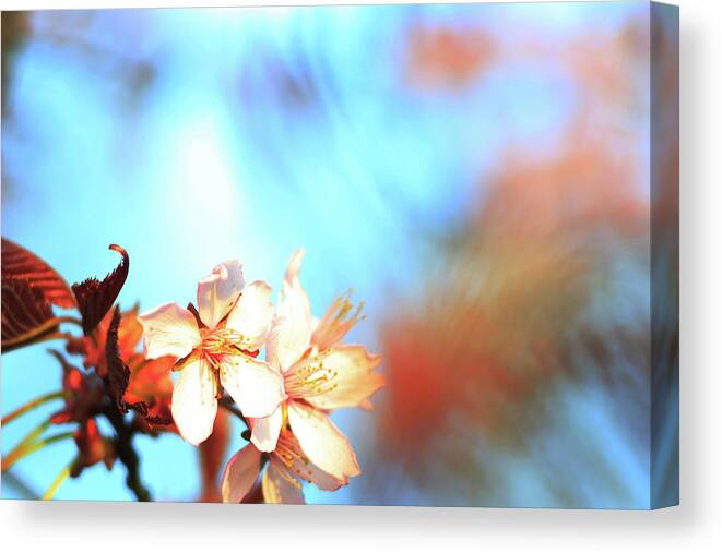 Cherry Canvas Print featuring the photograph Spring in the air by Maria Dimitrova