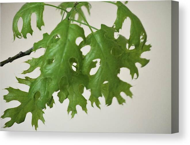Green Canvas Print featuring the photograph Spring Leaves 5 by C Winslow Shafer
