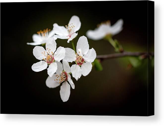 Blossoms Canvas Print featuring the photograph Spring Simplicity by Vanessa Thomas