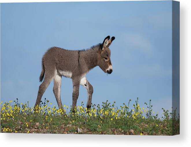 Wild Burros Canvas Print featuring the photograph Spring Time by Mary Hone