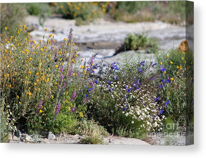 Yellow Canvas Print featuring the photograph Spring Wildflowers at the Coachella Valley Wildlife Preserve by Colleen Cornelius