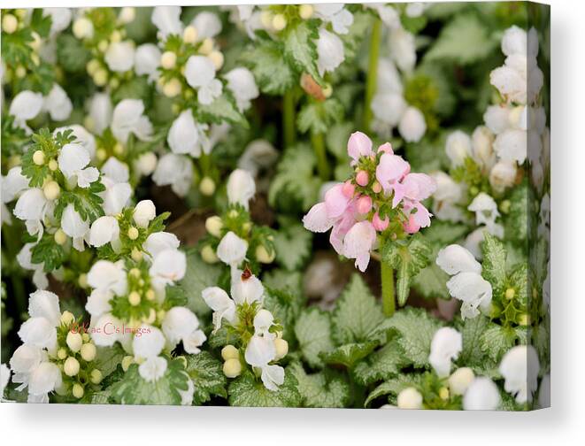 Flowers Canvas Print featuring the photograph Springtime Beauties by Kae Cheatham
