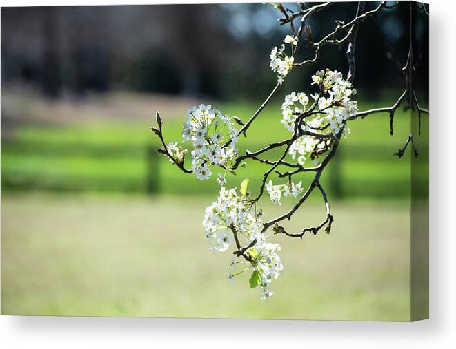 Bradford Pear Canvas Print featuring the photograph Springtime in Montgomery by Mary Ann Artz
