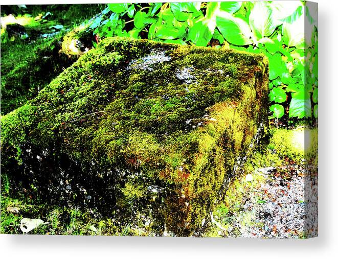 Weird Canvas Print featuring the photograph Square Root by Simone Hester