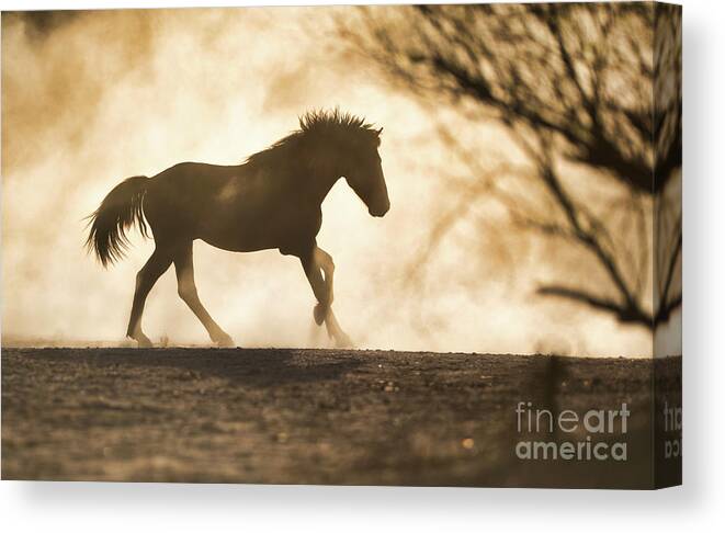 Stallion Canvas Print featuring the photograph Stallion Pose by Shannon Hastings