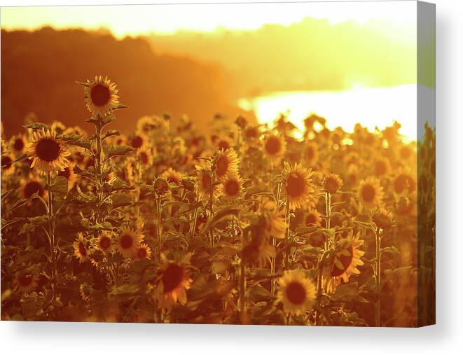 Summer Canvas Print featuring the photograph Stand Above The Crowd by Lens Art Photography By Larry Trager