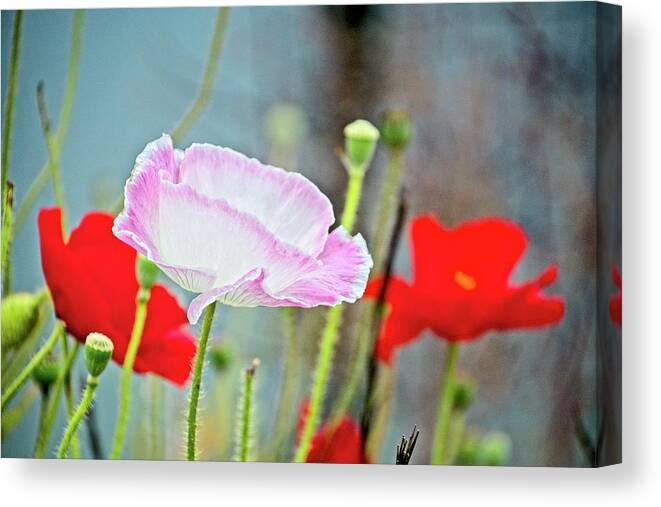 Flower Canvas Print featuring the photograph Standing Out by Chuck Burdick