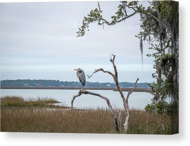 Pinckney Island Canvas Print featuring the photograph Standing Watch by Cindy Robinson