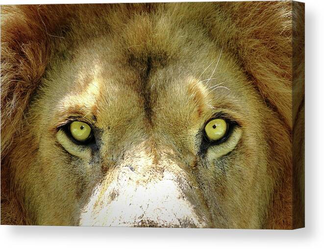 Lion Canvas Print featuring the photograph Stare Down by Lens Art Photography By Larry Trager
