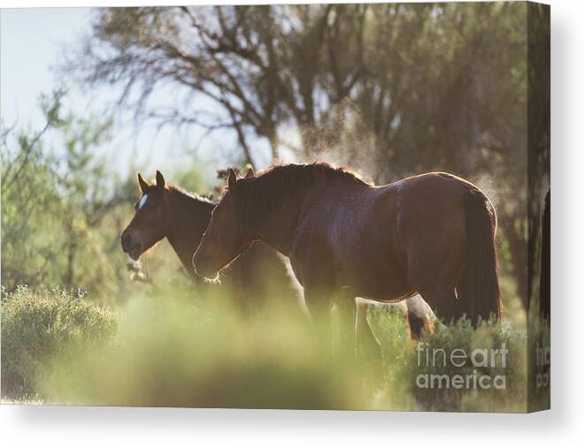 Stallion Canvas Print featuring the photograph Steaming by Shannon Hastings