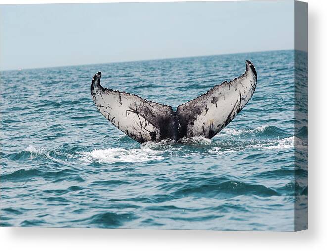 Whale Canvas Print featuring the photograph Stellwagen Whale Tail by Ann-Marie Rollo