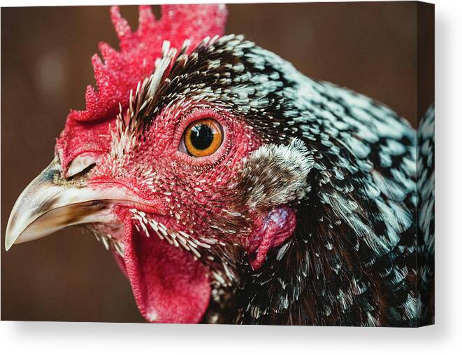 Hen Canvas Print featuring the photograph Stevie the Speckled Sussex Chicken by Ada Weyland