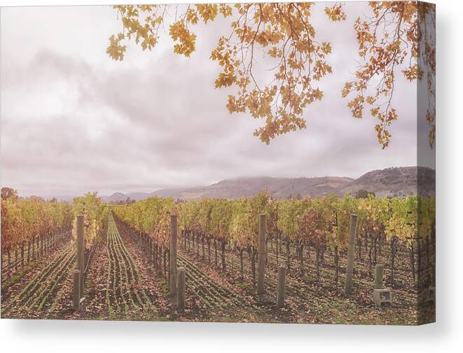 Season Canvas Print featuring the photograph Storm Over Vines by Jonathan Nguyen