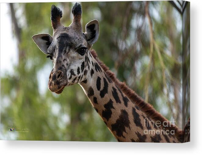 San Diego Zoo Canvas Print featuring the photograph Stretching My Neck Out for This Photograph by David Levin