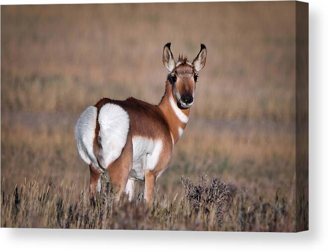 Pronghorn Antelope Canvas Print featuring the photograph Strike a Pose by American Landscapes