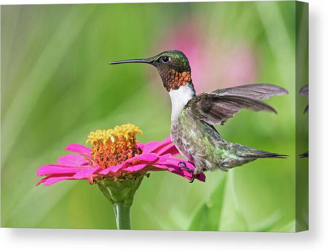 Ruby Throated Hummingbird Canvas Print featuring the photograph Strike a Pose by Linda Shannon Morgan