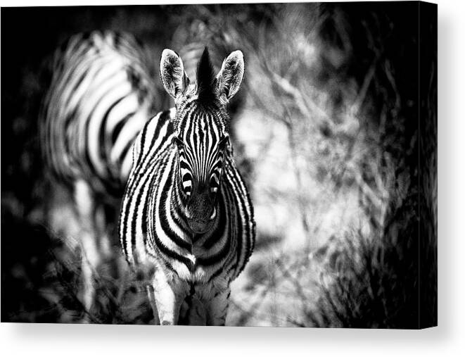 Animals Canvas Print featuring the photograph Stripes by Stefan Knauer