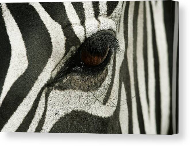 Zebra Canvas Print featuring the photograph Stripes by Yuri Peress
