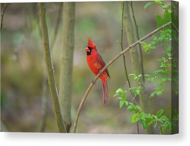 Blue Ridge Parkway Canvas Print featuring the photograph Stunning Northern Cardinal by Robert J Wagner