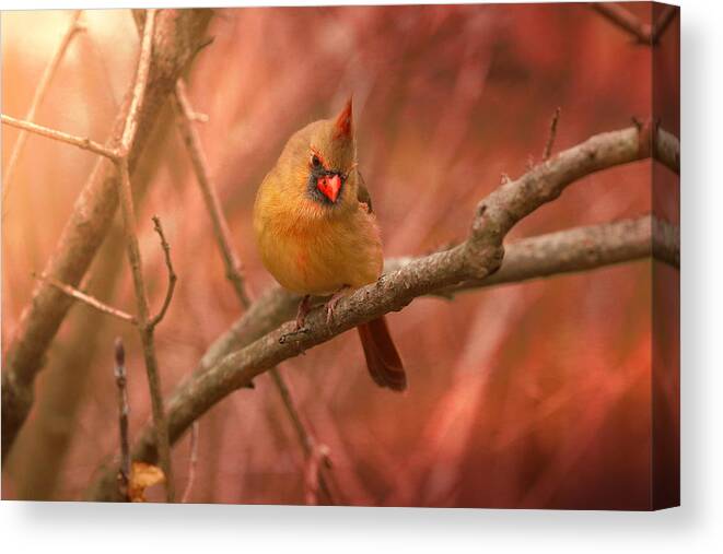  Canvas Print featuring the photograph Subtle Beauty by Rob Blair
