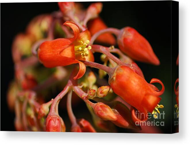 Succulent With Buds Canvas Print featuring the photograph Succulent Flowers Cotyledon Macrantha by Joy Watson