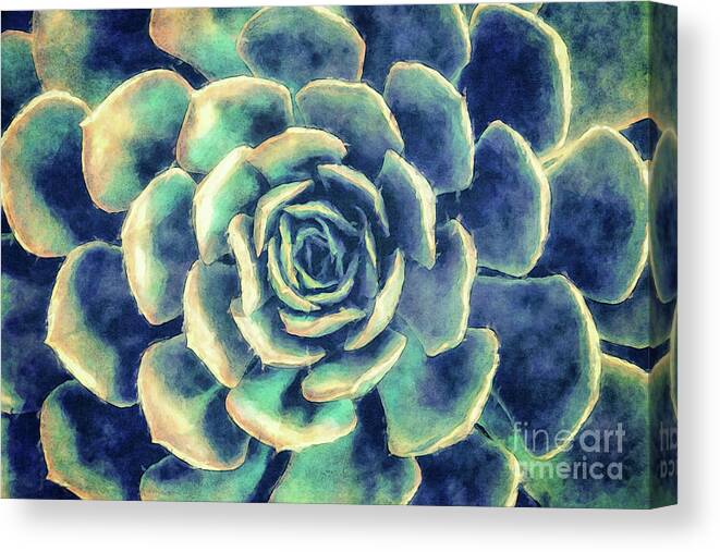 Succulent Canvas Print featuring the digital art Succulent Plant by Phil Perkins