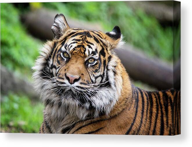 Tiger Canvas Print featuring the photograph Sumatran Tigress Daseep by Gareth Parkes