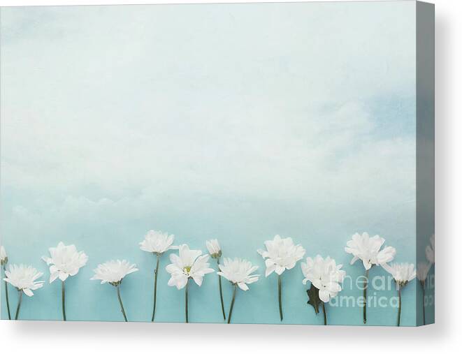 Daisy Canvas Print featuring the photograph Summer Daisy Skies by Stephanie Frey