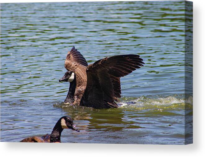 Goose Canvas Print featuring the photograph Summer Goose of Brooklyn by Auden Johnson