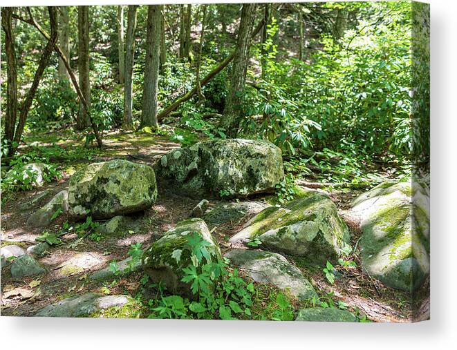 Forest Canvas Print featuring the photograph Summer In The Forest by Amelia Pearn