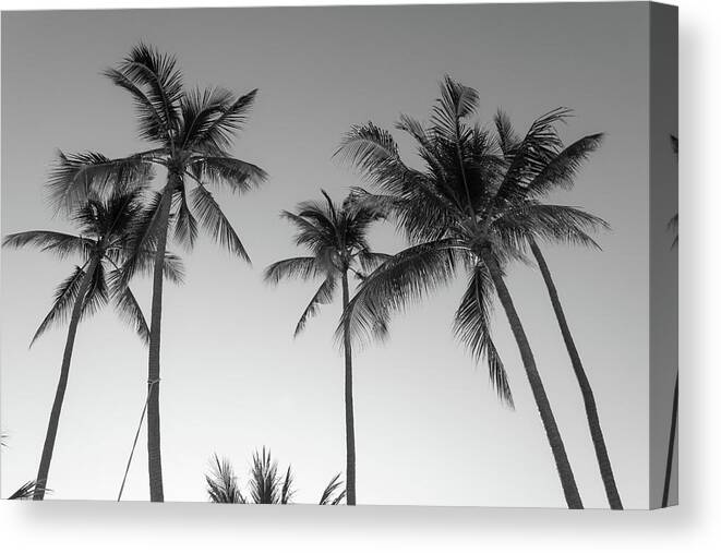 Palm Canvas Print featuring the photograph Summer Palms by Josu Ozkaritz