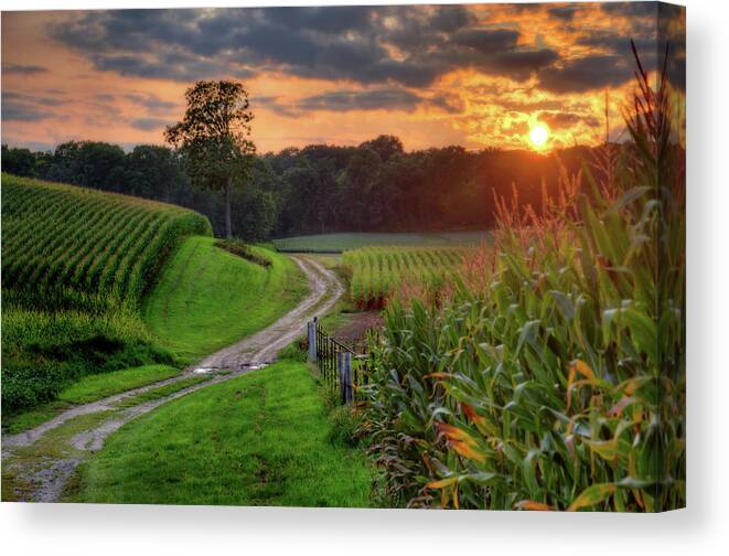 Corn Sunset Path Tree Country Scenic Landscape Clouds Rural Agriculture Wisconsin Countryside Trees Golden Green Canvas Print featuring the photograph Summer Serenity by Peter Herman
