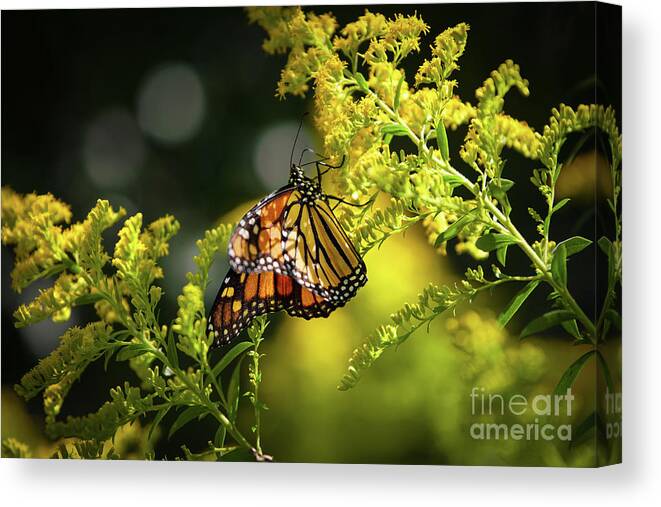 Monarch Butterfly Canvas Print featuring the photograph Summer Sojourn by Rehna George