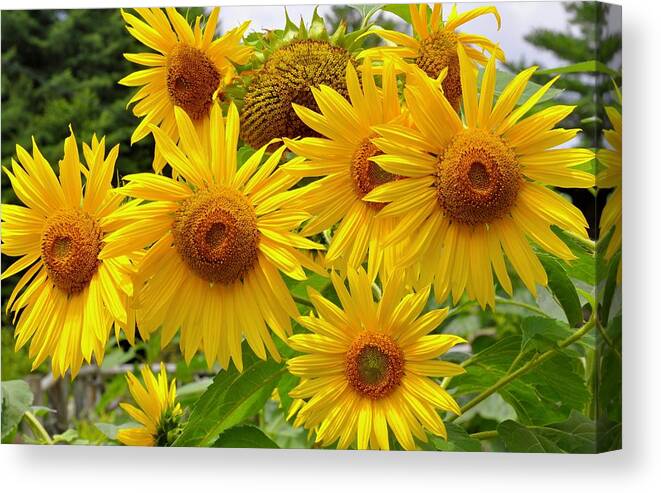 Helianthus Canvas Print featuring the photograph Summer Sunflowers by Lynn Hunt