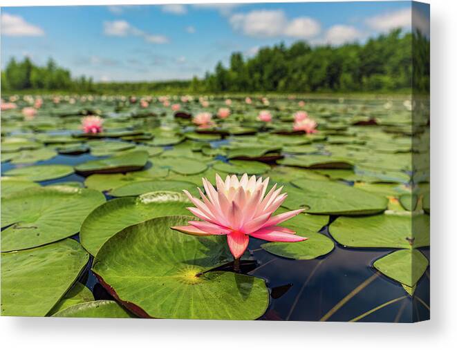 New Hampshire Canvas Print featuring the photograph Summer Water Lily by Jeff Sinon