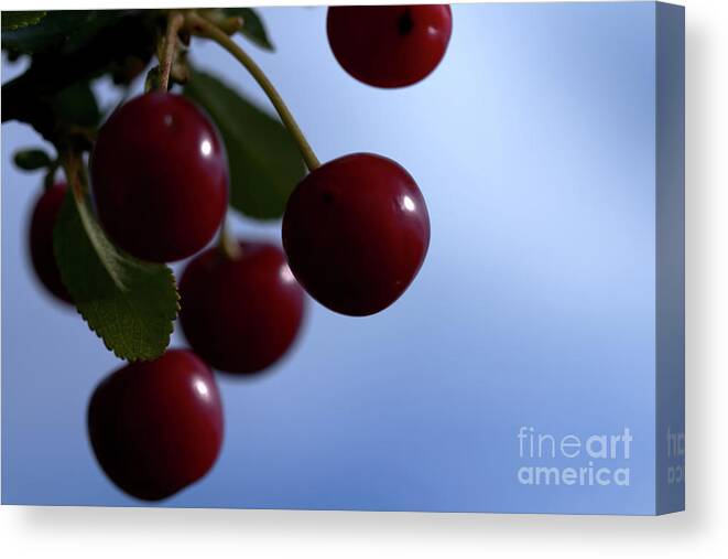 Nature Canvas Print featuring the photograph Summer Wild Cherry by Stephen Melia